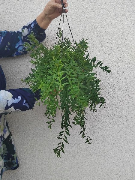 Soihtuköynnös amppeli (Aeschynanthus)