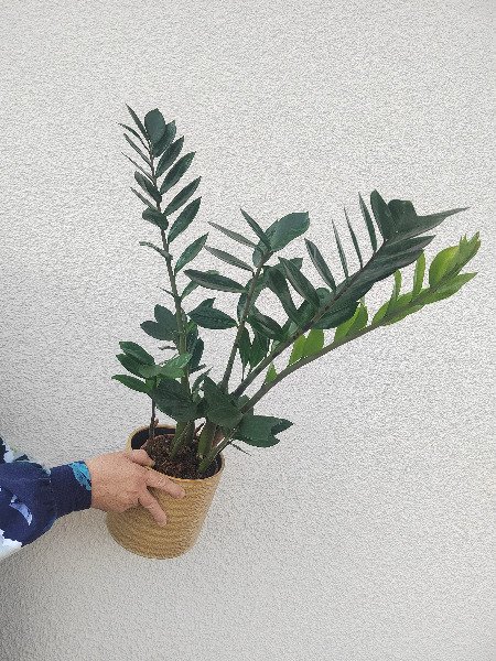 Palmuvehka (Zamioculcas zamiifolia)