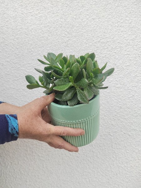 Rahapuu (Crassula ovata)